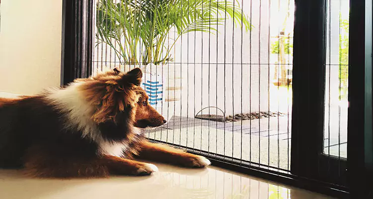 Sliding Screen Pet Door Repair in Boca Raton, FL