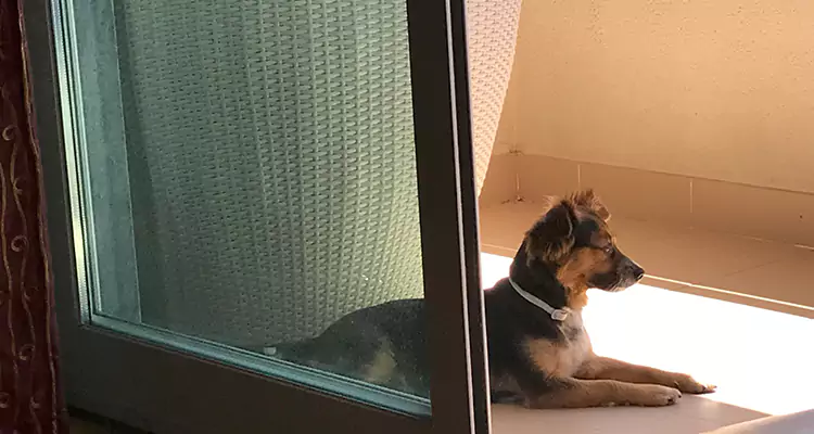 French Door Pet Screen Repair in Boca Raton, FL